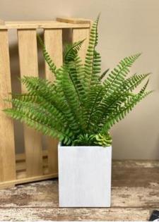 Fern In White Box Planter 