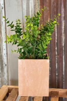 Boxwood In Brown Box Planter 