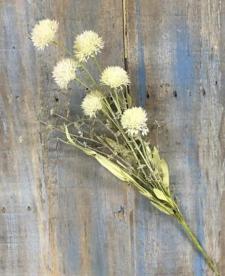 White Milkweed Pick 