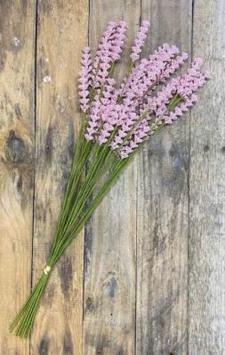 Pink Calluna Bunch 