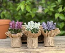 Lavender Pots Small (3 Assorted)