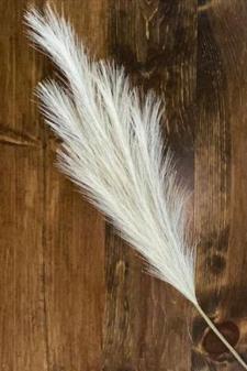 Tan Pampas Grass Pick 